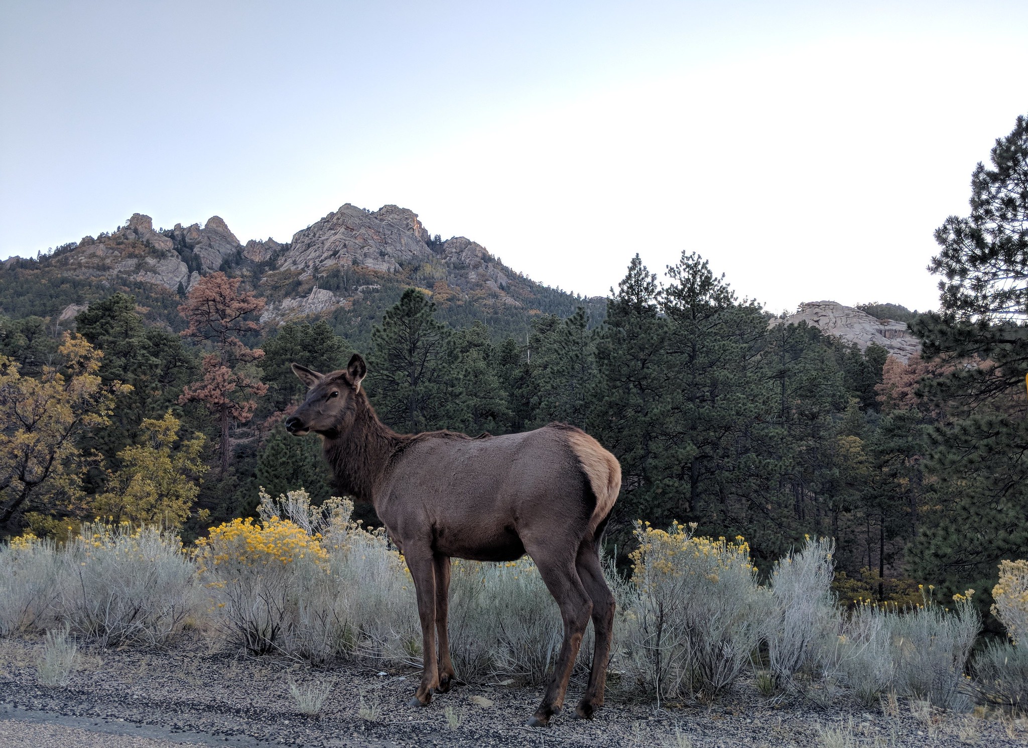 Elk in Kingman, Arizona